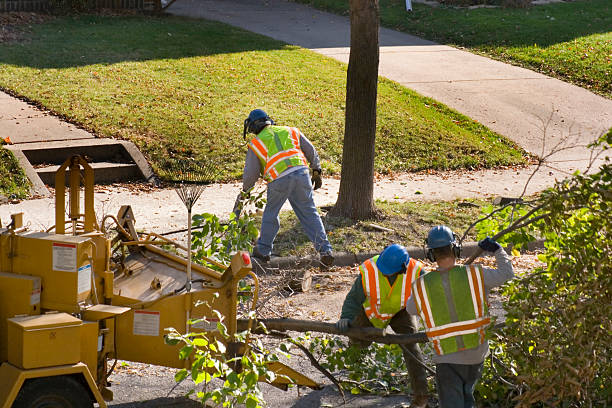 Best Lawn Watering Services  in Boyce, LA